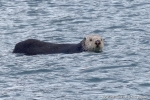 KODIAK oiseaux038