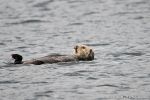 KODIAK oiseaux039