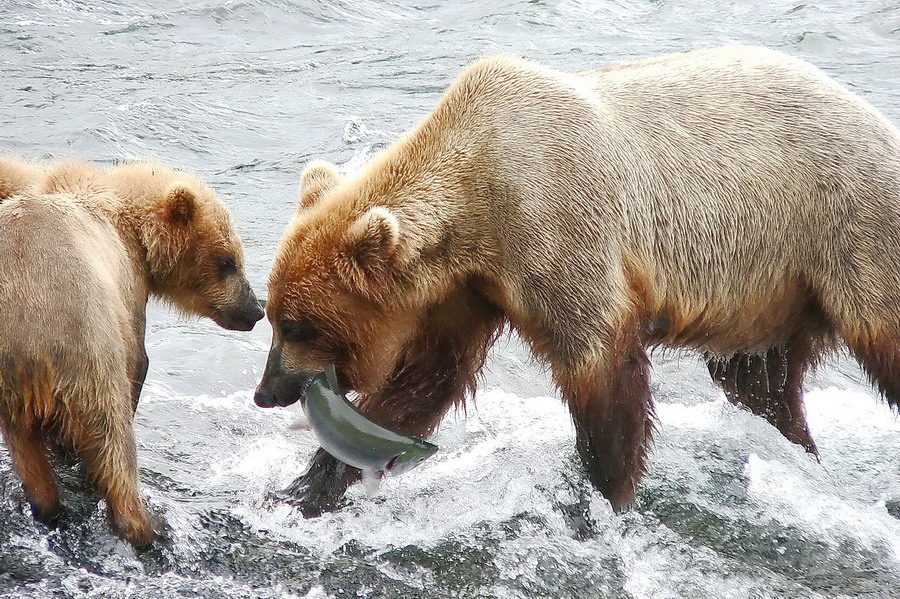 Alaska Katmai  116  1147