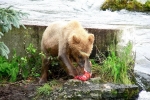 Alaska Katmai  13 1225