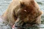 Alaska Katmai  185  1283